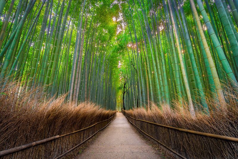 Rừng tre Arashiyama ở tỉnh Kyoto Rừng tre Arashiyama ở tỉnh Kyoto